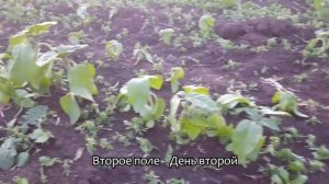 ❗️Гелиантекс Гербицид день Второй и Пятый на подсолнечнике ?❗️Уничтожил Амброзию‼️