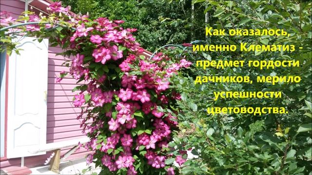 Дача в Подмосковье. У нас ЦВЕТЫ такие. А у вас? смотреть онлайн