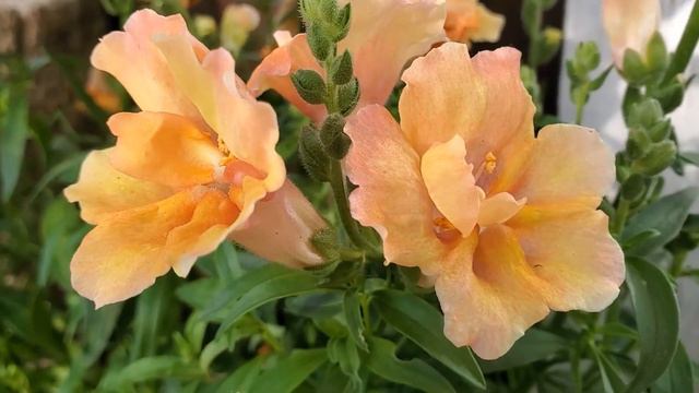 Cottagecore GardenTour: Annual Flowers in Containers смотреть онлайн