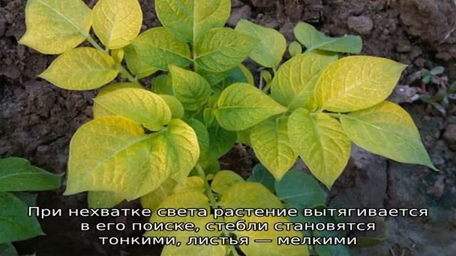 Как правильно обрезать ботву у картофеля и зачем это нужно смотреть онлайн