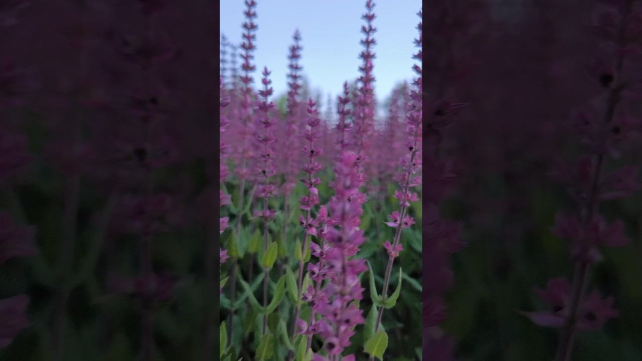 Цветение шалфея в парке Галицкого. Весна, конец мая. Звуки природы. ASMR.