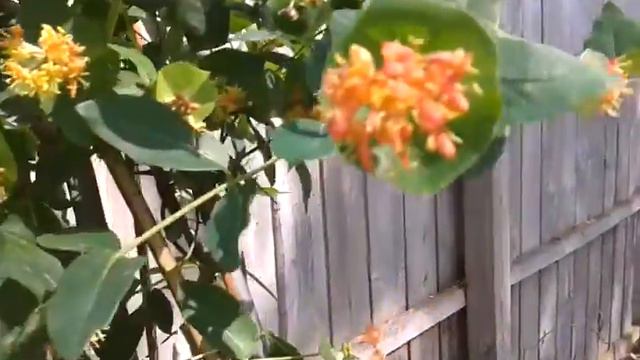 Limber Honeysuckle (Lonicera dioica) смотреть онлайн