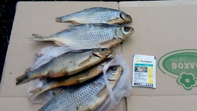 Борьба с осами,на винограде начинаем с весны смотреть онлайн