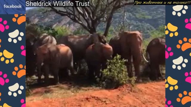 Люди доставали слонёнка из ямы, не ожидая как поведут себя взрослые слоны! смотреть онлайн