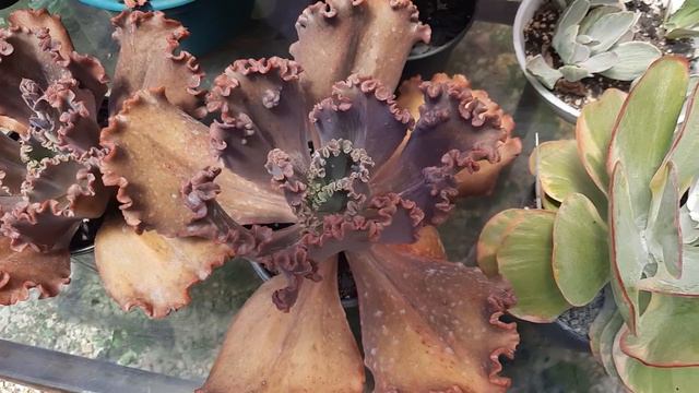 Kalanchoe FANTASTIC /ORELHA DE ELEFANTE 🐘 смотреть онлайн