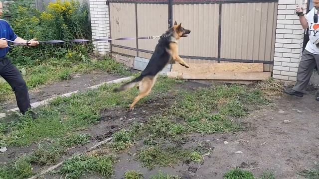 Скиф овчарка - дрессировка на охрану. Вход в калитку смотреть онлайн
