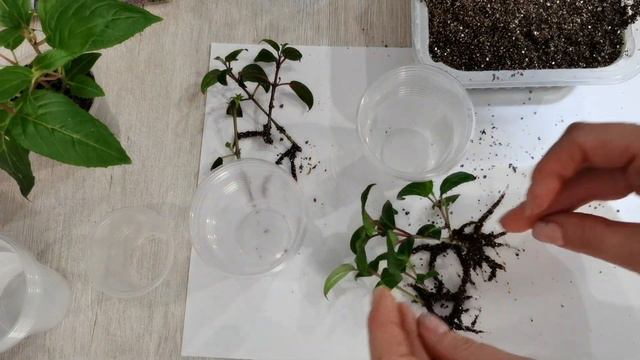 Фуксия/укоренение в вермикулите/ЧАСТЬ 1 смотреть онлайн