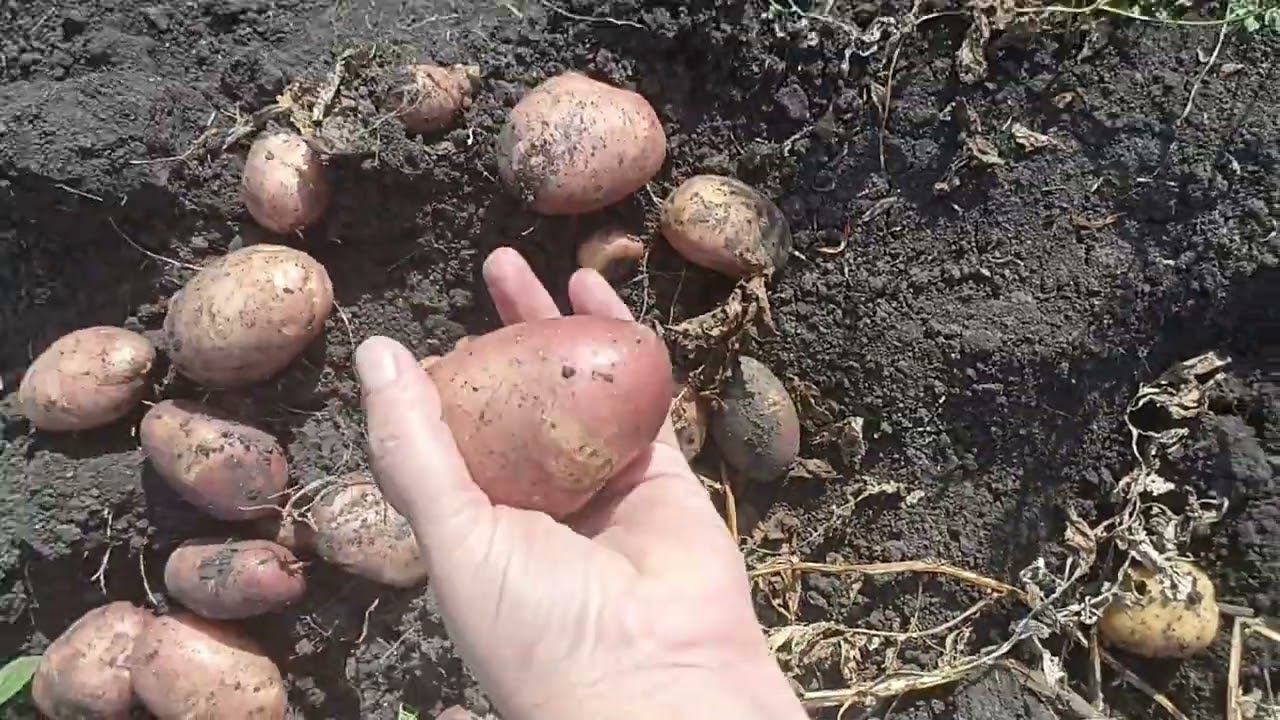 Сорта картошки моей коллекции. смотреть онлайн