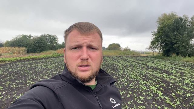 Огляд сходів сидератів! Та відповіді на питання як та чим потрібно сіяти сидерати! смотреть онлайн