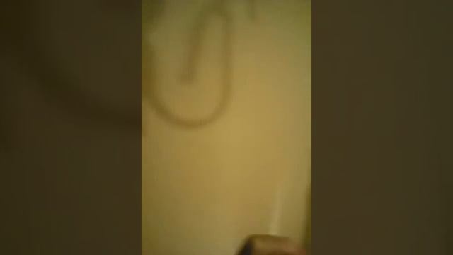 Бешеный попугай