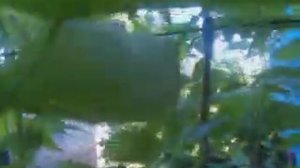 Летняя обрезка ежемалины залог хорошего урожая на будущий год