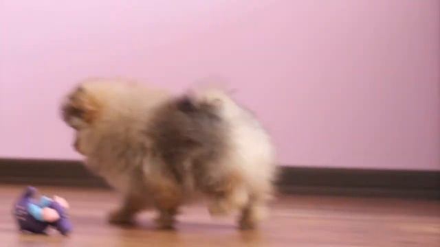 Pomeranian puppy buy/sale,питомник померанских шпицев смотреть онлайн