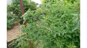 Как правильно посадить жимолость