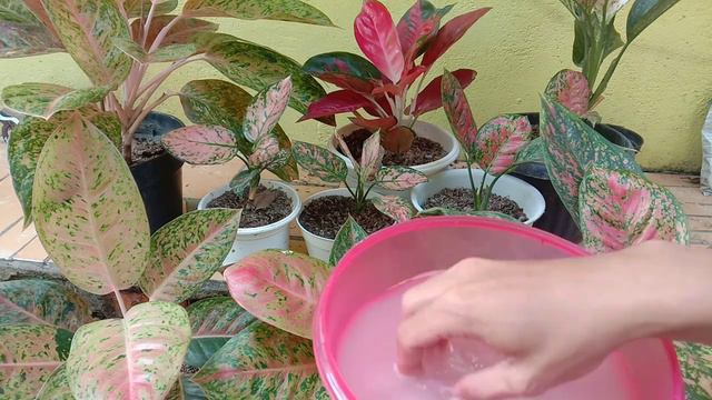 pupuk aglaonema agar rimbun dan subur | how to care aglaonema смотреть онлайн