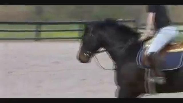 Walter schooling video смотреть онлайн