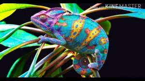 Почему хамелеон меняет цвет? •Интересно знать• ПОЗНАВАТЕЛЬНЫЕ ВИДЕО ДЛЯ ДЕТЕЙ