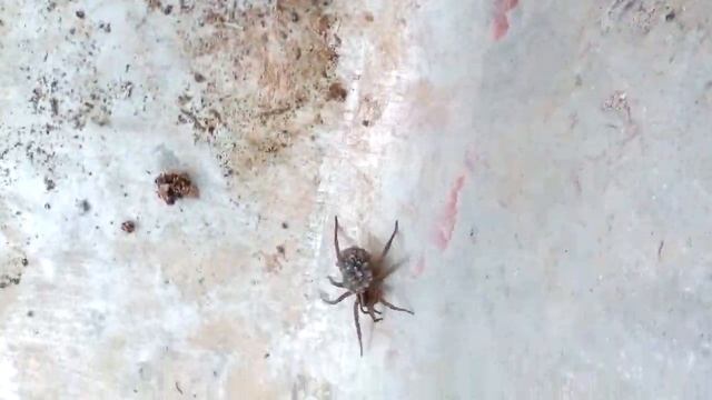 Маленькие Паучки на спине паука смотреть онлайн