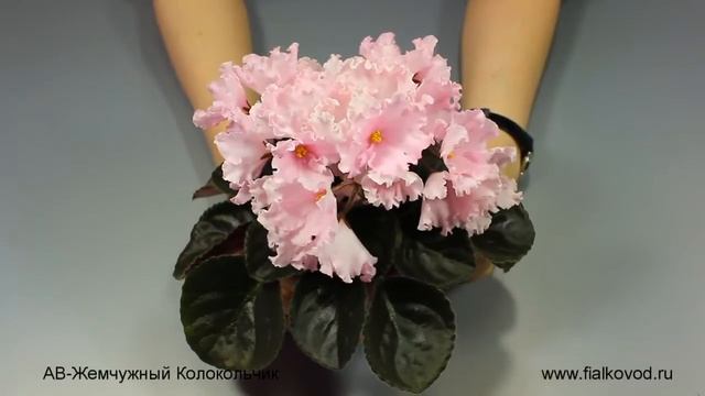 АВ-Жемчужный Колокольчик смотреть онлайн