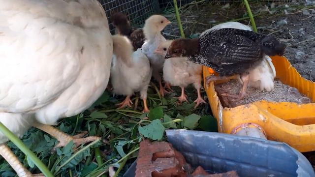 Тема урока:Способы получения солнечной энергии , повышения вибраций и укрепления иммунитета . смотреть онлайн