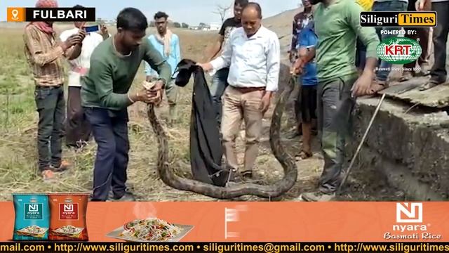 10-feet long python rescued in Fulbari (Hindi) смотреть онлайн