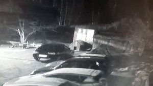 ВОЛК РАЗОРВАЛ СОБАКУ