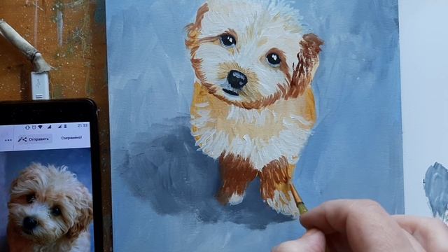 Как нарисовать щенка Мальтипу маслом. Puppy Maltipoo dog смотреть онлайн