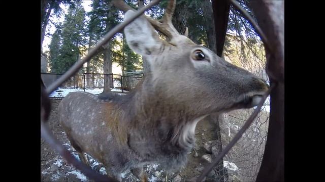 GoPro: Домбай 2014 смотреть онлайн
