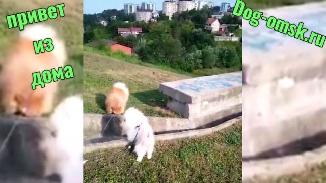 Привет из Краснодара от ЙОШИ. смотреть онлайн
