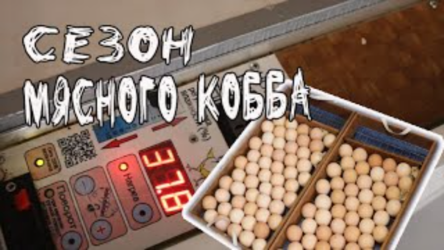 Режим инкубации бройлерного яйца  Схема инкубации куриных яиц проверенная годами