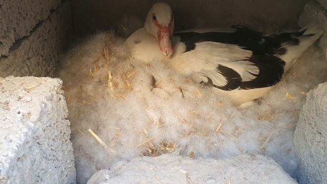 Индоутка бокиш//Урдак бокиш//Уйдаги Бизнесим//150$лик ИНДОУТКА БИЗНЕСИ//G'oz Boqish