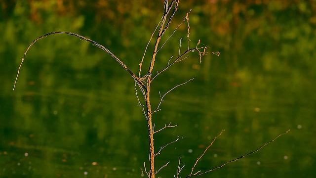 Природа. Красный Сулин. (Canon 5D MKIII + Magic Lantern RAW video) смотреть онлайн