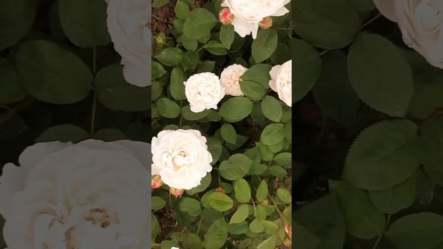 29 мая 2021 г.Винчестер Кафедрал (Winchester Cathedral) смотреть онлайн