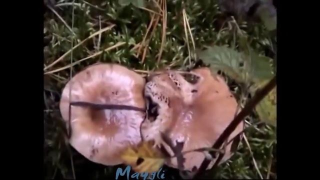 Грибы Мокрухи еловые - супер грибы. смотреть онлайн