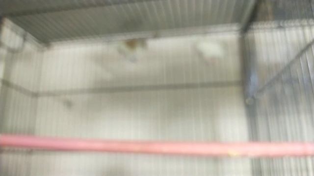Gouldain finches K boxes agai | Gouldian finch Breeding boxes installed | Gouldian finch | banglaie смотреть онлайн