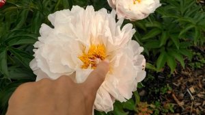 Пион Orchid Ann. Орхид Энн.