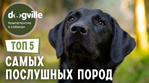 ТОП 5 ПОСЛУШНЫХ пород собак