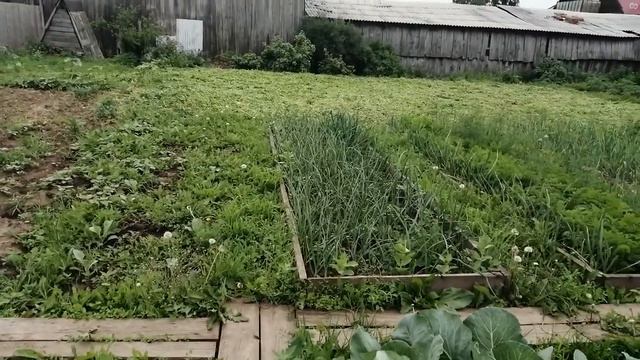 Первый урожай помидор. Чем подкормить перцы?