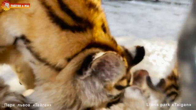 Белые тигры? Желтые тигры? Чумазое золото Тайгана! . Tigers Life In Taigan.