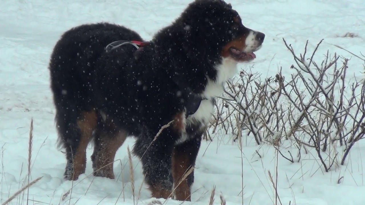bernese mountain dog SPB RF смотреть онлайн