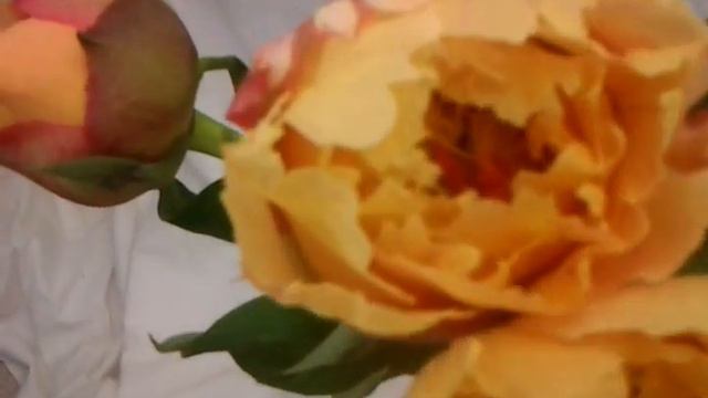 Yellow Peonies - Fresh Cut Yellow Peony Flowers смотреть онлайн