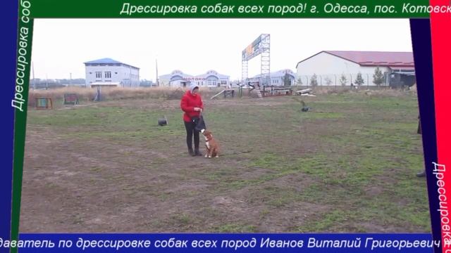 Результат дрессировки щенка за 1 месяц! Дрессировка собак всех пород! г. Одесса, пос. Котовского смотреть онлайн