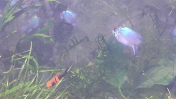 Апистограмма рамирези Электрик Блю вуалевая форма Electric Neon Blue ramirezi Long Fin