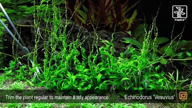 Helanthium 'Vesuvius' (previously Called Echínodorus 'Vesuvius')