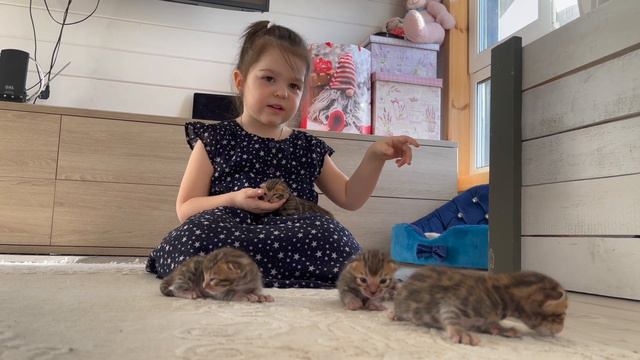 Маленький блогер Пелагея и котята Бенгальской породы. смотреть онлайн