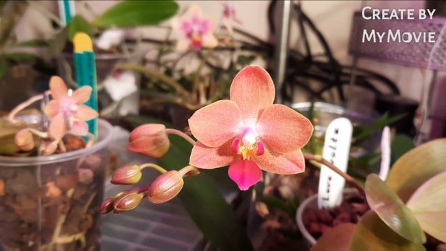 #обзор #цветение декабря 21г. 🥳☃️🎄🎁🎉🎉🎉🥳 смотреть онлайн