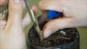 Прививка  сосны крупным планом