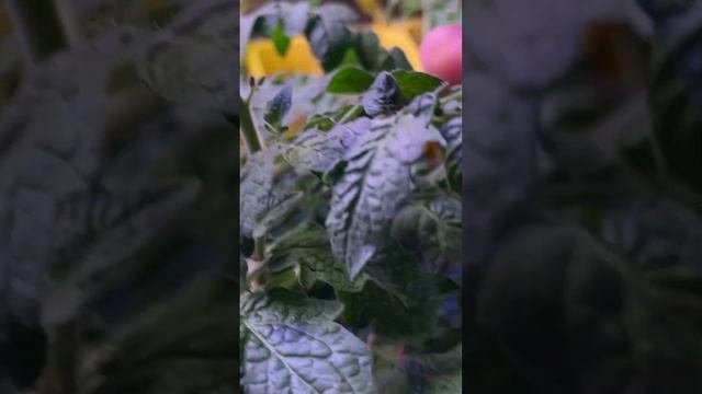 Как вырастить томаты без огорода смотреть онлайн