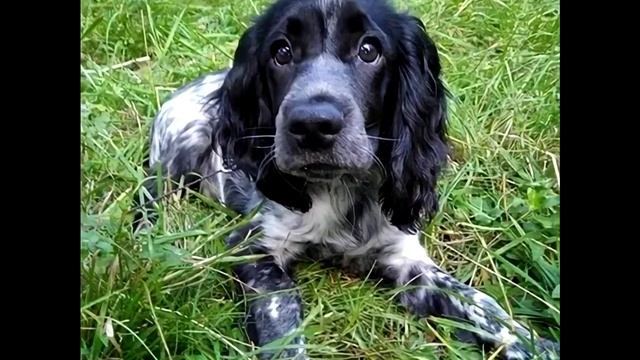 Собака держала в зубах пакет. Открыв его, люди заплакали! смотреть онлайн