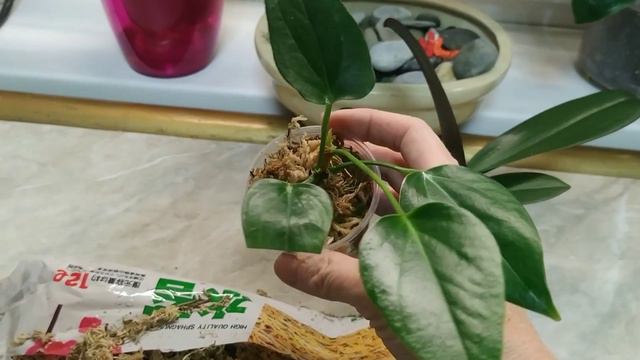 Мох для орхидей и антуриумов. Мох сфагнум. смотреть онлайн