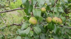 груша Таежная